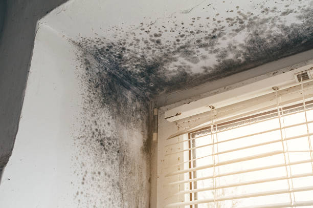 Affordable Mold Removal solutions in Reedville, VA