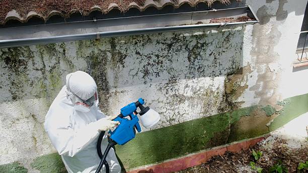 Top rated local Mold Removal specialists in Reedville, VA